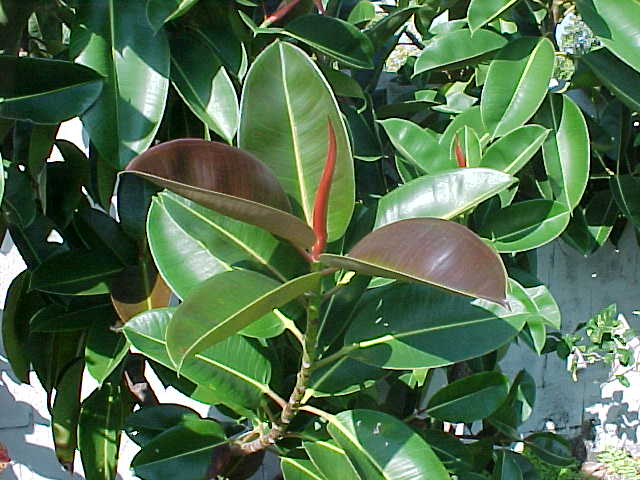 Ficus microcarpa